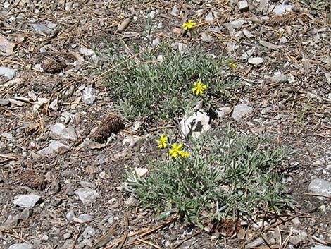 Woolly Cinquefoil (Potentilla hippiana)