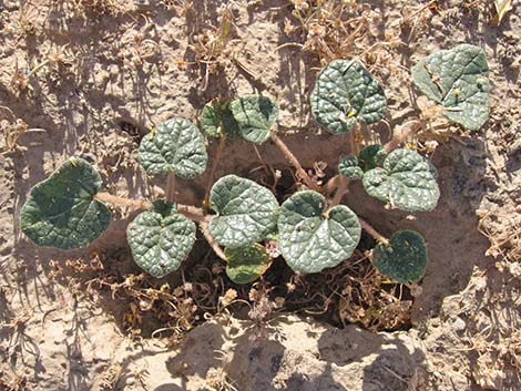 Devil's Claw (Proboscidea althaeifolia)