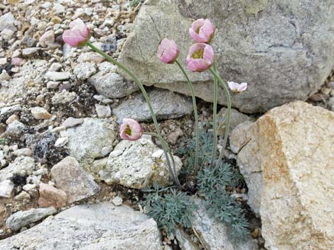 Anderson's buttercup (Ranunculus andersonii)