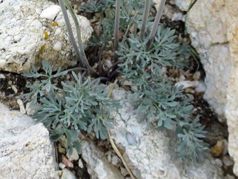 Anderson's buttercup (Ranunculus andersonii)