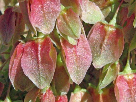 Wild Rhubarb (Rumex hymenosepalus)