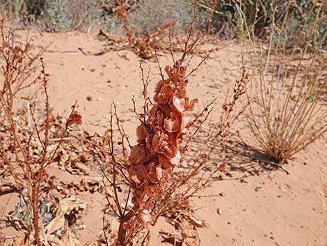 Wild Rhubarb (Rumex hymenosepalus)