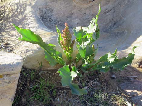 Wild Rhubarb (Rumex hymenosepalus)