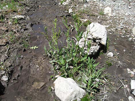 Willow Dock (Rumex salicifolius)