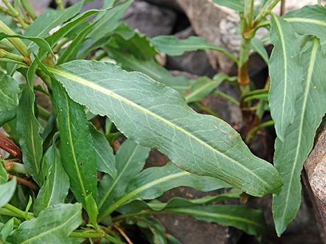 Willow Dock (Rumex salicifolius)