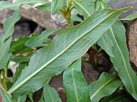 Willow Dock (Rumex salicifolius)