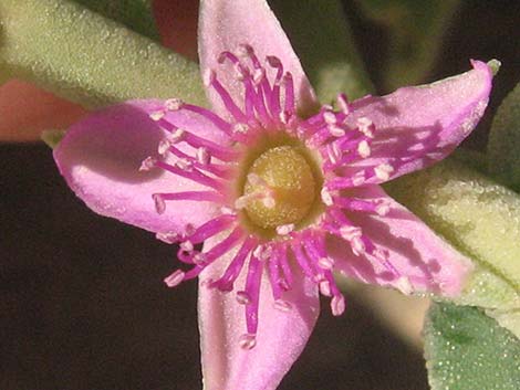 Sea Purslane (Sesuvium verrucosum)