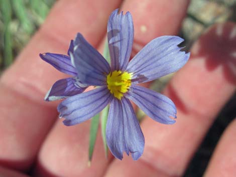 Stiff Blue-eyed Grass (Sisyrinchium demissum)