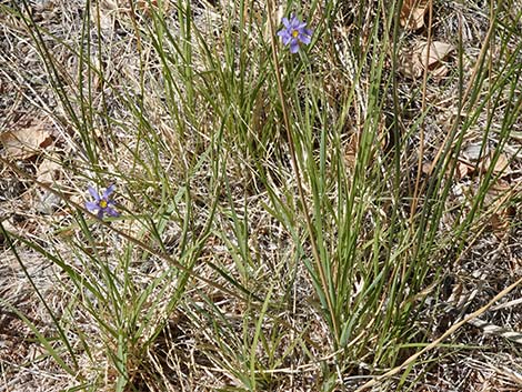 Stiff Blue-eyed Grass (Sisyrinchium demissum)