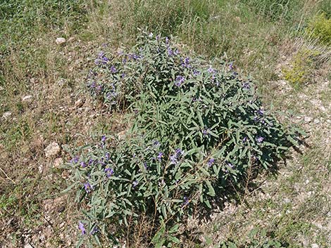 Silverleaf Nightshade (Solanum elaeagnifolium)