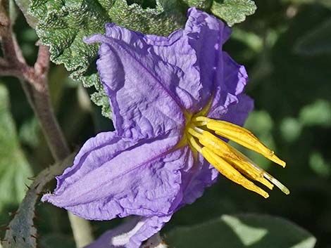 Silverleaf Nightshade (Solanum elaeagnifolium)