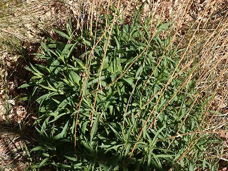 Nevada Goldenrod (Solidago spectabilis var spectabilis)