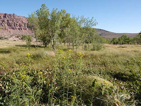 Nevada Goldenrod (Solidago spectabilis var spectabilis)