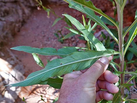 Nevada Goldenrod (Solidago spectabilis var spectabilis)