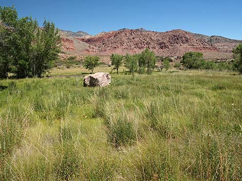 Nevada Goldenrod (Solidago spectabilis var spectabilis)