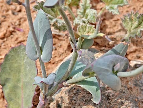 Heartleaf Twistflower (Streptanthus cordatus)