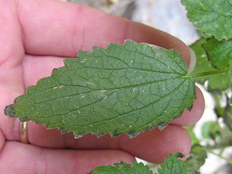 Stinging Nettle (Urtica dioica spp. holosericea)