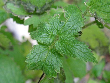 Stinging Nettle (Urtica dioica spp. holosericea)