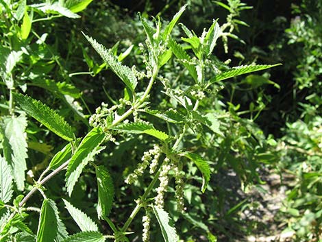 Stinging Nettle (Urtica dioica spp. holosericea)