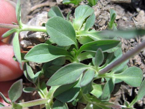 Coville's Dwarf Sand Verbena (Abronia nana var. covillei)