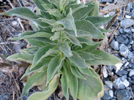 Common Mullein (Verbascum thapsus)