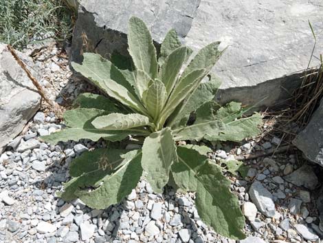 Common Mullein (Verbascum thapsus)