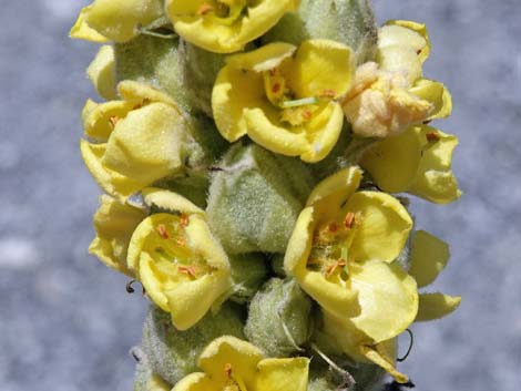 Common Mullein (Verbascum thapsus)