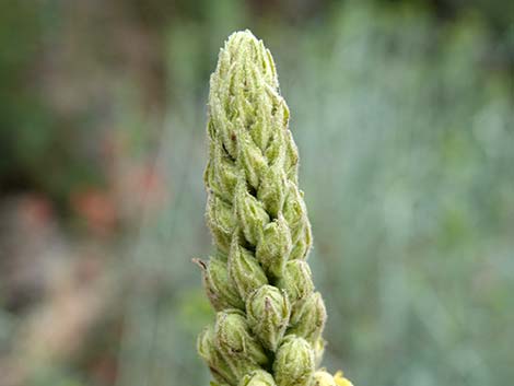 Common Mullein (Verbascum thapsus)