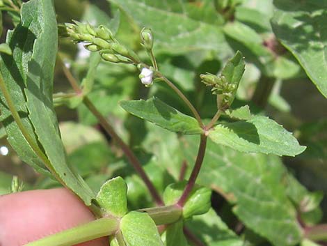 Water Speedwell (Veronica anagallis-aquatica)