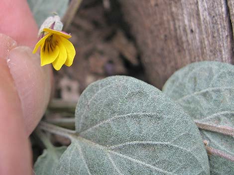 Charleston Mountain Violet (Viola charlestonensis)