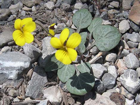 Charleston Mountain Violet (Viola charlestonensis)