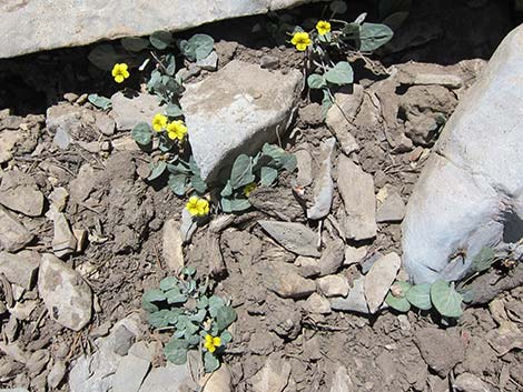 Charleston Mountain Violet (Viola charlestonensis)