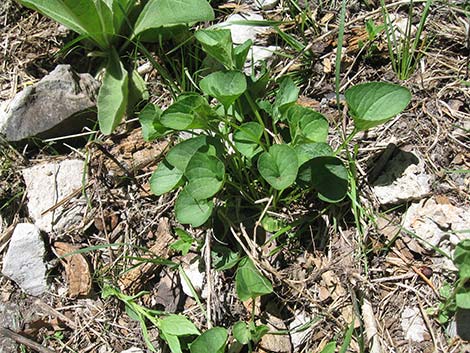 Northern Bog Violet (Viola nephrophylla)