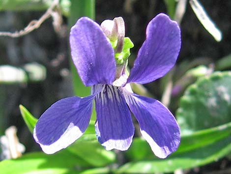 Northern Bog Violet (Viola nephrophylla)