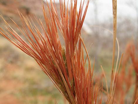 Southwestern Bushy Bluestem (Andropogon eremicus)