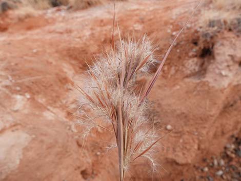 Southwestern Bushy Bluestem (Andropogon eremicus)