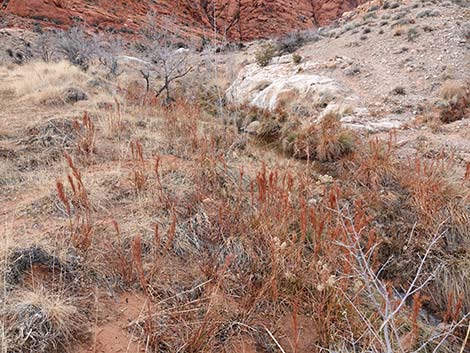 Southwestern Bushy Bluestem (Andropogon eremicus)