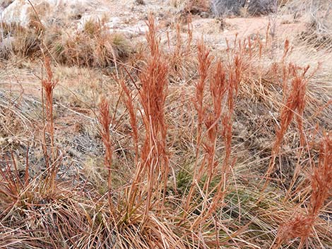 Southwestern Bushy Bluestem (Andropogon eremicus)