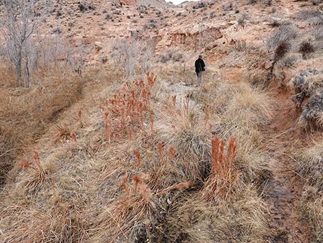 Southwestern Bushy Bluestem (Andropogon eremicus)