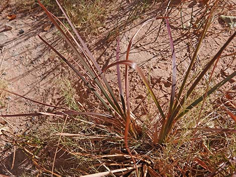 Southwestern Bushy Bluestem (Andropogon eremicus)