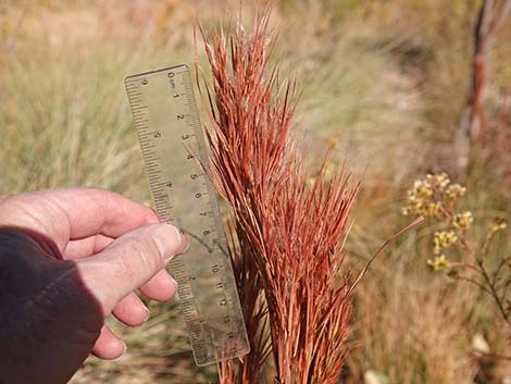 Southwestern Bushy Bluestem (Andropogon eremicus)