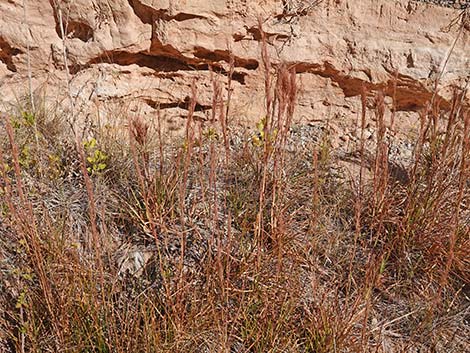 Southwestern Bushy Bluestem (Andropogon eremicus)