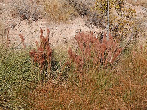 Southwestern Bushy Bluestem (Andropogon eremicus)