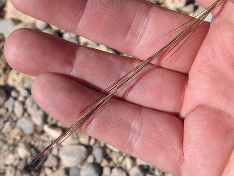 Purple Threeawn (Aristida purpurea)