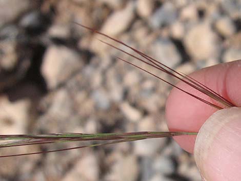 Purple Threeawn (Aristida purpurea)