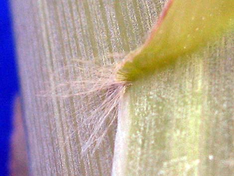 Giant Reed (Arundo donax)