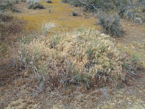 Red Brome Grass (Bromus rubens)