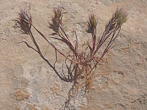 Red Brome Grass (Bromus rubens)