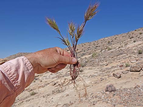 Red Brome Grass (Bromus rubens)