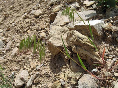 Cheat Grass (Bromis tectorum)